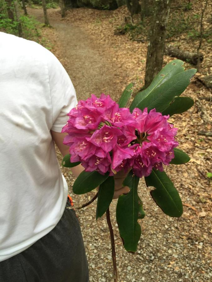 Pineville Pine Mountain Inn מראה חיצוני תמונה
